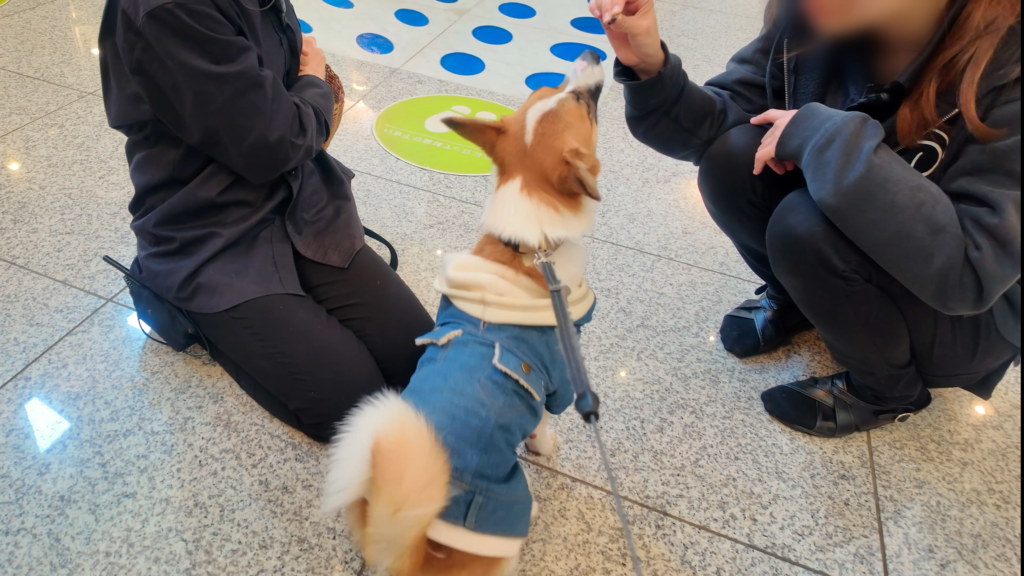 愛犬お宿でのスタッフさんによる熱烈なお出迎え