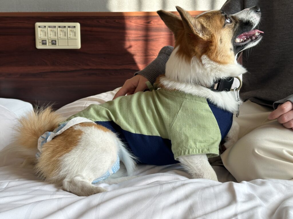 愛犬お宿ではオムツ着用で添い寝が可能